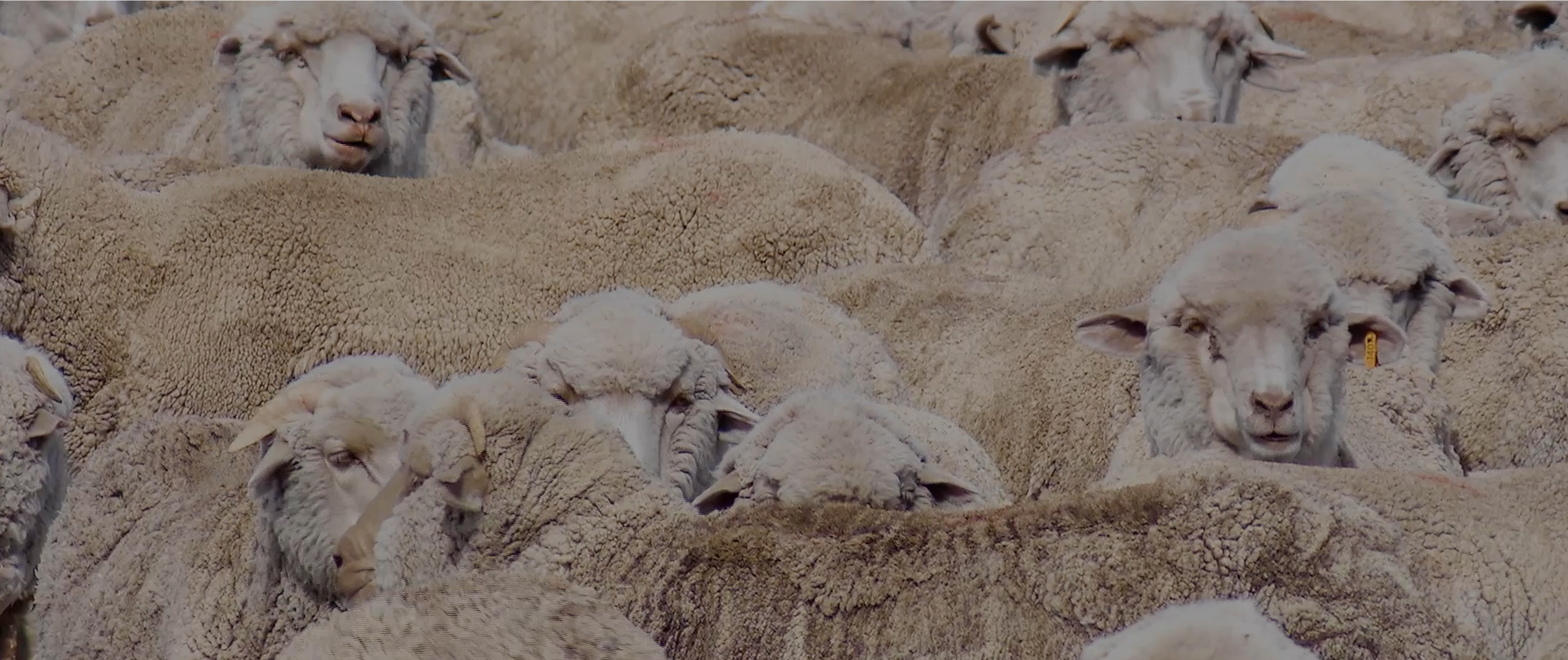 A flock of sheep with thick woolly coats fills the frame, some looking directly at the viewer.
